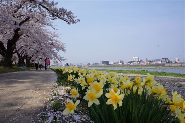 北上展勝地さくらまつり